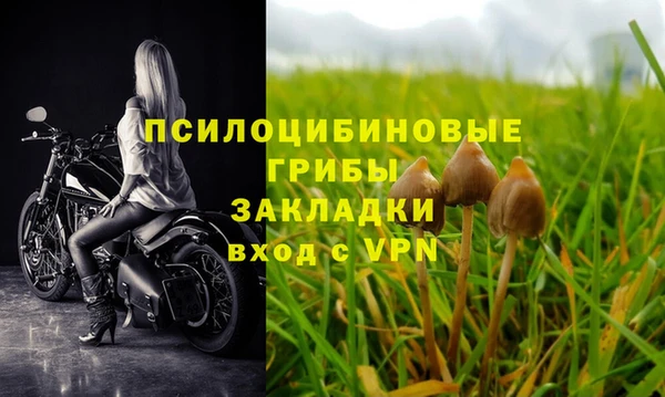 прущие грибы Балабаново
